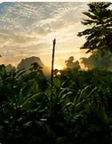 Sunrise over crops at the Indigenous co-op farm.