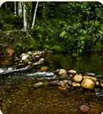 A clear stream running through the rainforest at the co-op farm.