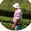 A farmer walking through a field of crops.