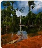 Wetland and forest at the co-op farm.